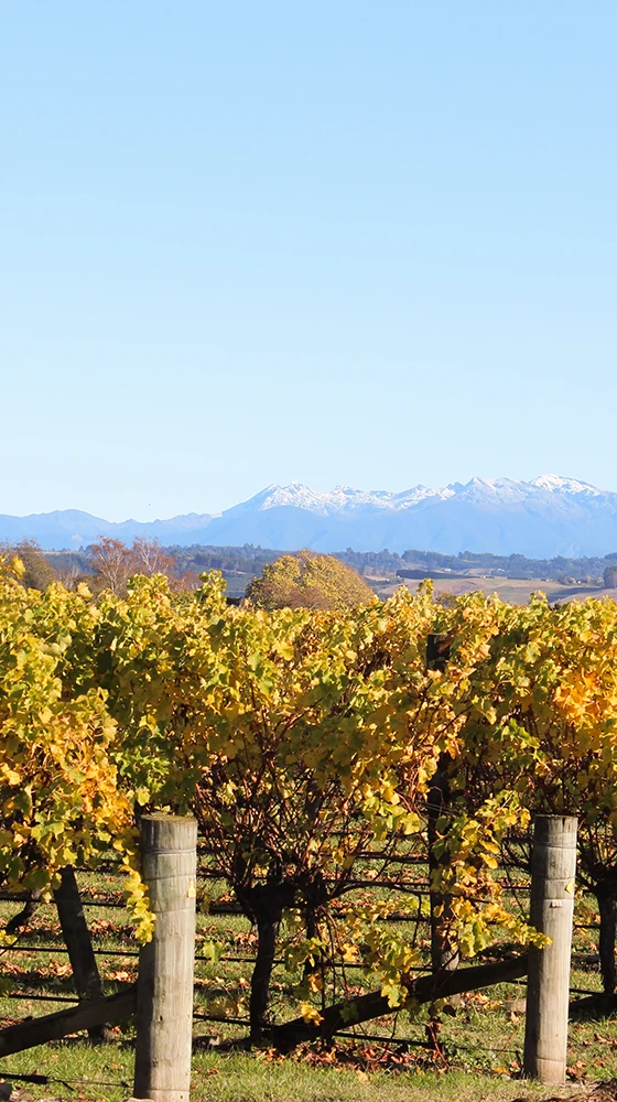 Waimea Estates Sauvignon Blanc 2021/22, Nelson 5 Waimea Estates Sauvignon Blanc 2021/22, Nelson - Image 3