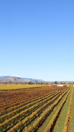 Waimea Estates Pinot Gris 2021/22, Nelson 10 Waimea Estates Pinot Gris 2021/22, Nelson -Liquor Sale Store 0030238 0