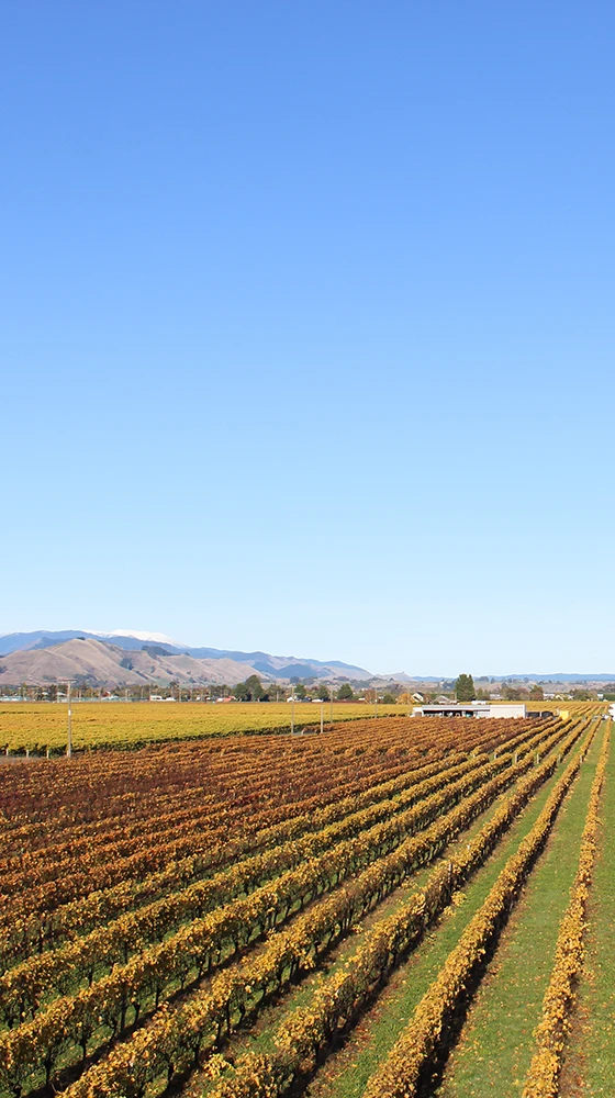 Waimea Estates Pinot Gris 2021/22, Nelson 6 Waimea Estates Pinot Gris 2021/22, Nelson - Image 4