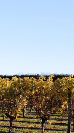 Waimea Estates Grüner Veltliner 2021/22, Nelson -Liquor Sale Store 0030244 0