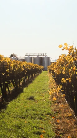 Waimea Estates Sauvignon Gris 2021/22, Nelson 8 Waimea Estates Sauvignon Gris 2021/22, Nelson -Liquor Sale Store 0030247 0