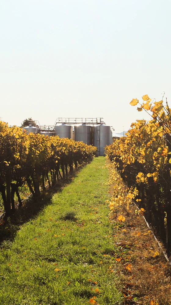 Waimea Estates Sauvignon Gris 2021/22, Nelson 5 Waimea Estates Sauvignon Gris 2021/22, Nelson - Image 3