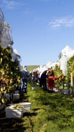 Waimea Estates Sauvignon Gris 2021/22, Nelson 9 Waimea Estates Sauvignon Gris 2021/22, Nelson -Liquor Sale Store 0030248 0