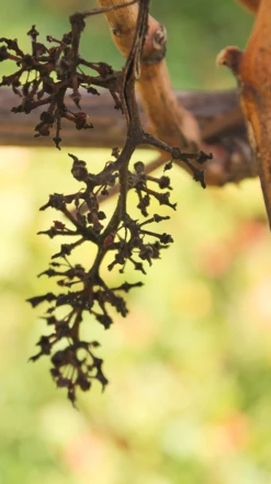 Waimea Estates Albariño 2021/22, Nelson -Liquor Sale Store 0030251 0