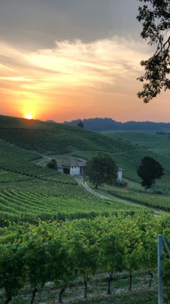 G. D. Vajra ‘Albe’ Barolo DOCG 2017/18 -Liquor Sale Store 0030296 0