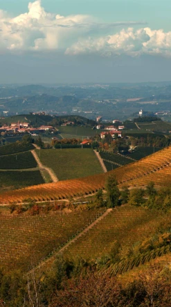 G. D. Vajra ‘Albe’ Barolo DOCG 2017/18 -Liquor Sale Store 0030298 0