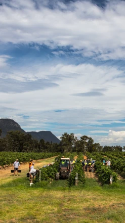 Tyrrell′s Vat 1 Sémillon 2014, Hunter Valley -Liquor Sale Store 0030300 0