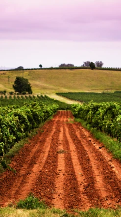 Tyrrell′s Vat 1 Sémillon 2014, Hunter Valley -Liquor Sale Store 0030301 0