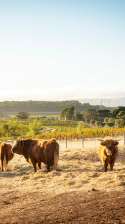 Two Hands ′Sexy Beast′ Cabernet Sauvignon 2021/22, McLaren Vale -Liquor Sale Store 0030311 0