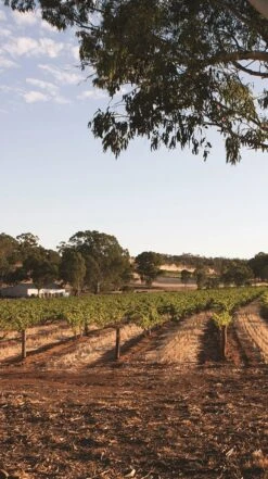 Torbreck Descendant Shiraz 2012 -Liquor Sale Store 0030357 0