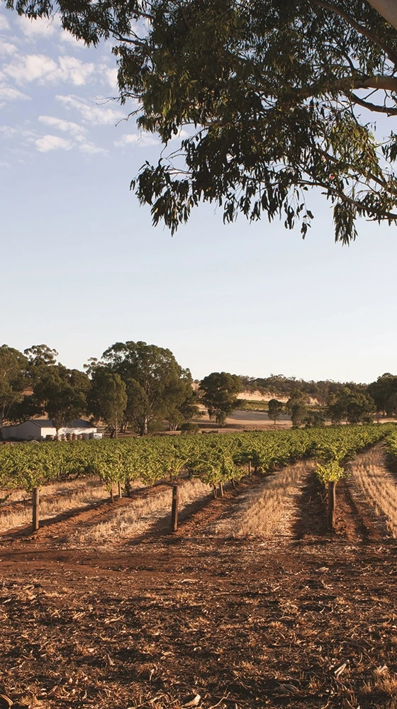 Torbreck ′Runrig′ Shiraz 2012/2014, Barossa Valley 5 Torbreck ′Runrig′ Shiraz 2012/2014, Barossa Valley - Image 3