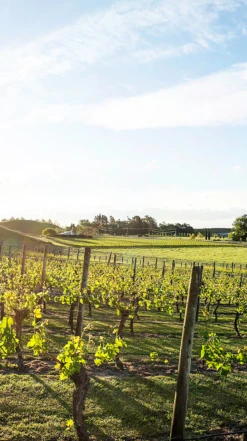 Te Mata Estate Syrah 2020/21, Hawke′s Bay -Liquor Sale Store 0030383 0