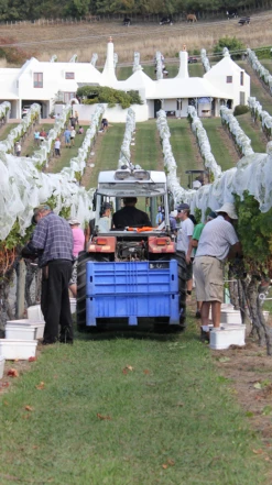 Te Mata ′Coleraine′ 2018, Hawkes Bay -Liquor Sale Store 0030386 0