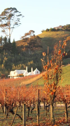 Te Mata ′Coleraine′ 2018, Hawkes Bay -Liquor Sale Store 0030387 0