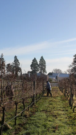 Te Mata Estate ′Awatea′ Cabernets/Merlot 2017, Hawke′s Bay -Liquor Sale Store 0030392 0