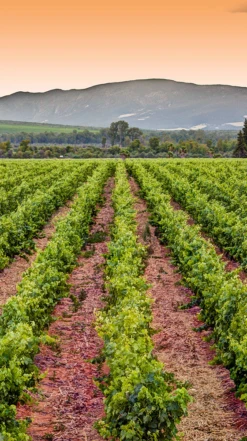 Springfield Estate ′Wild Yeast′ Chardonnay 2020/21, Robertson -Liquor Sale Store 0030421 0