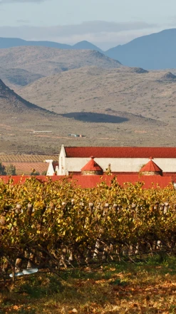 Springfield Estate ′Wild Yeast′ Chardonnay 2020/21, Robertson -Liquor Sale Store 0030422 0