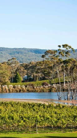 Shaw + Smith Shiraz 2019, Australia 9 Shaw + Smith Shiraz 2019, Australia -Liquor Sale Store 0030440 0