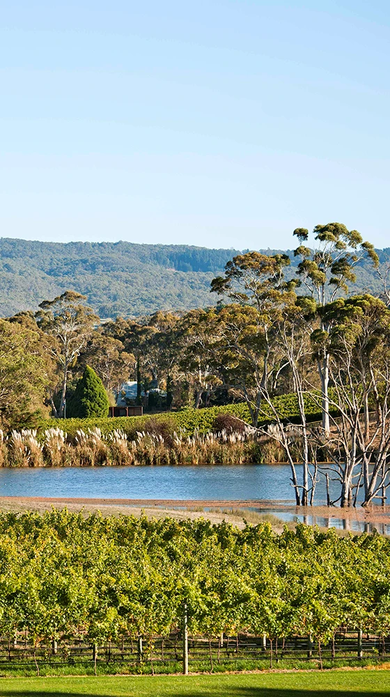 Shaw + Smith Shiraz 2019, Australia 5 Shaw + Smith Shiraz 2019, Australia - Image 3