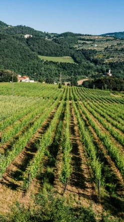 Selvapiana Chianti Rufina Riserva DOCG 2017/18 -Liquor Sale Store 0030445 0