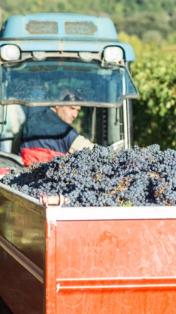 Selvapiana Chianti Rufina Riserva DOCG 2017/18 -Liquor Sale Store 0030446 0