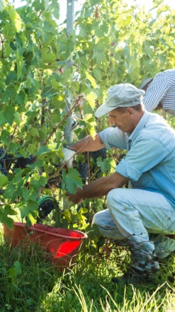 Selvapiana Chianti Rufina Riserva DOCG 2017/18 -Liquor Sale Store 0030447 0