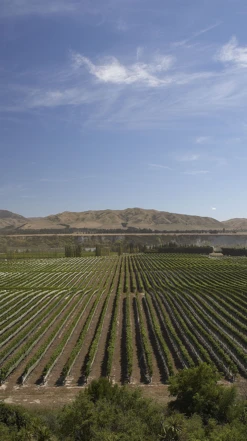 Saint Clair ′Pioneer Block′ Sauvignon Blanc 2020/21, Wairau Valley -Liquor Sale Store 0030461 0