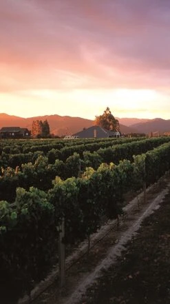 Saint Clair ′Pioneer Block′ Sauvignon Blanc 2020/21, Wairau Valley -Liquor Sale Store 0030462 0