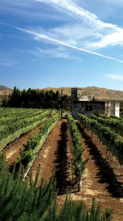 Saint Clair Pioneer Block Chardonnay 2019/20, Marlborough -Liquor Sale Store 0030472 0