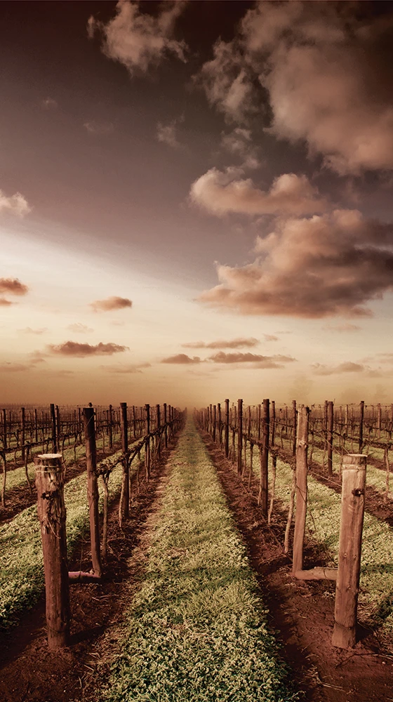 Yalumba Cigar Cabernet Sauvignon 2017/18, Coonawarra 6 Yalumba Cigar Cabernet Sauvignon 2017/18, Coonawarra - Image 4