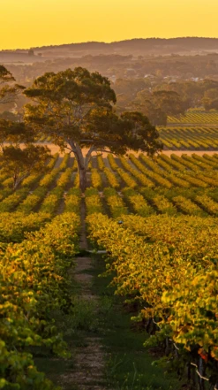 Yalumba ′The Signature′ Cabernet Sauvignon-Shiraz 2016/18, Barossa -Liquor Sale Store 0030529 0