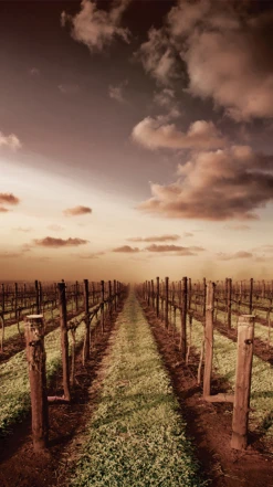 Yalumba ′The Menzies′ Cabernet Sauvignon 2015/16, Coonawarra -Liquor Sale Store 0030533 0