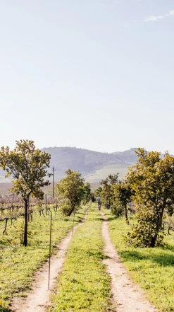 Reyneke ′Vinehugger′ Organic Red 2019/20, Western Cape -Liquor Sale Store 0030554 0