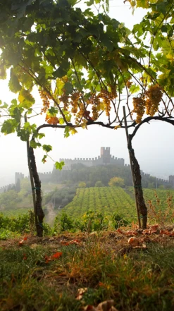 Pieropan ‘La Rocca’ Soave Classico Organic 2020 -Liquor Sale Store 0030626 0