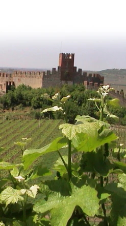 Pieropan ‘La Rocca’ Soave Classico Organic 2020 -Liquor Sale Store 0030627 0