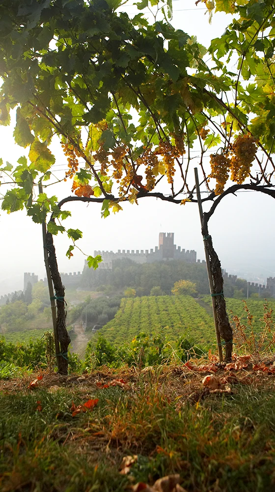 Pieropan Soave Classico Organic 2021/22, Italy 4 Pieropan Soave Classico Organic 2021/22, Italy - Image 2