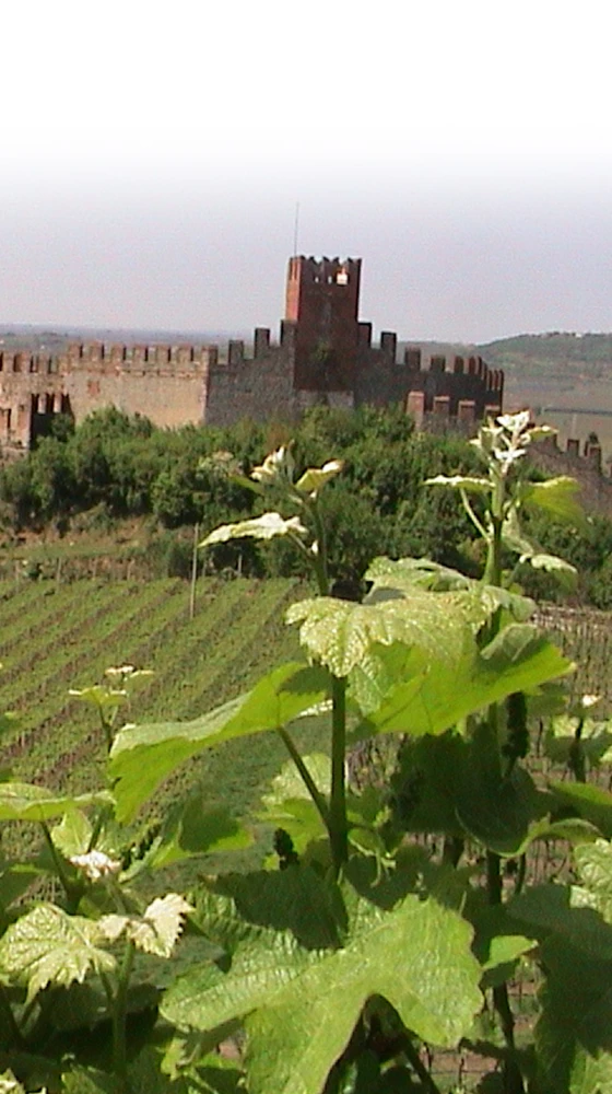 Pieropan Soave Classico Organic 2021/22, Italy 5 Pieropan Soave Classico Organic 2021/22, Italy - Image 3