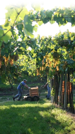 Pieropan Soave Classico Organic 2021/22, Italy 9 Pieropan Soave Classico Organic 2021/22, Italy -Liquor Sale Store 0030631 0