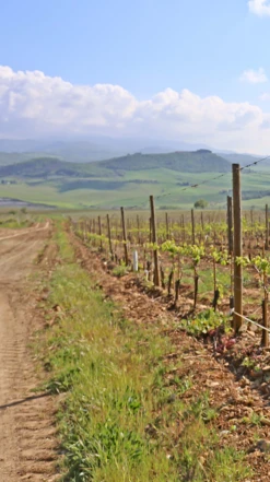 Agostina Pieri Brunello Di Montalcino DOCG 2017/18 -Liquor Sale Store 0030634 0