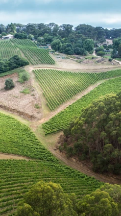 Petaluma Chardonnay 2019/21, Piccadilly Valley 9 Petaluma Chardonnay 2019/21, Piccadilly Valley -Liquor Sale Store 0030641 0