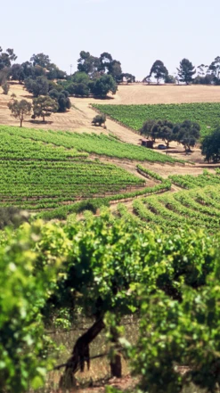 Penfolds ′Bin 389′ Cabernet Sauvignon-Shiraz 2018/19, Australia 9 Penfolds ′Bin 389′ Cabernet Sauvignon-Shiraz 2018/19, Australia -Liquor Sale Store 0030650 0