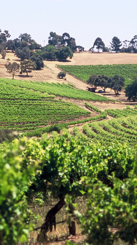 Penfolds ′Bin 389′ Cabernet Sauvignon-Shiraz 2018/19, Australia 6 Penfolds ′Bin 389′ Cabernet Sauvignon-Shiraz 2018/19, Australia - Image 4