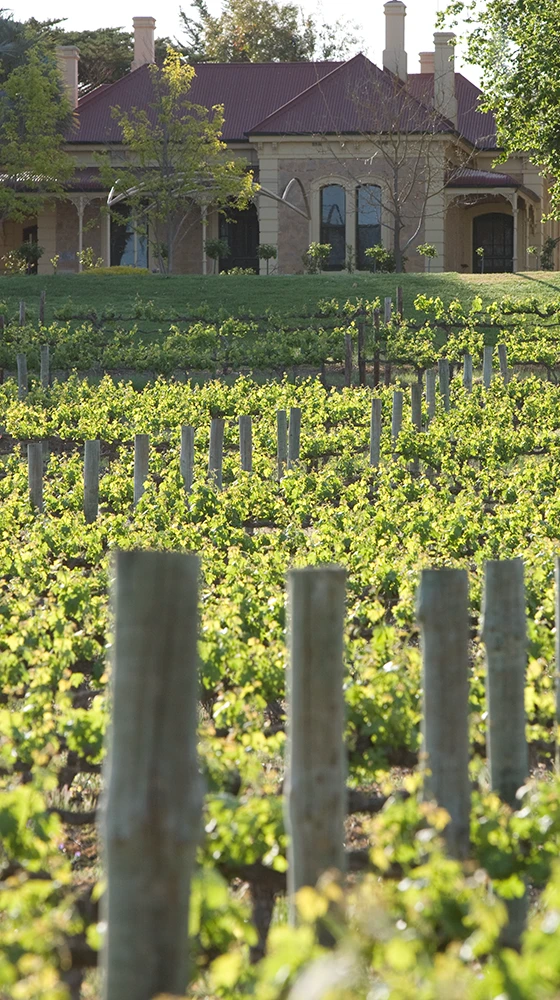 Penfolds ′Max′s′ Shiraz-Cabernet Sauvignon 2018/19, Australia 5 Penfolds ′Max′s′ Shiraz-Cabernet Sauvignon 2018/19, Australia - Image 3